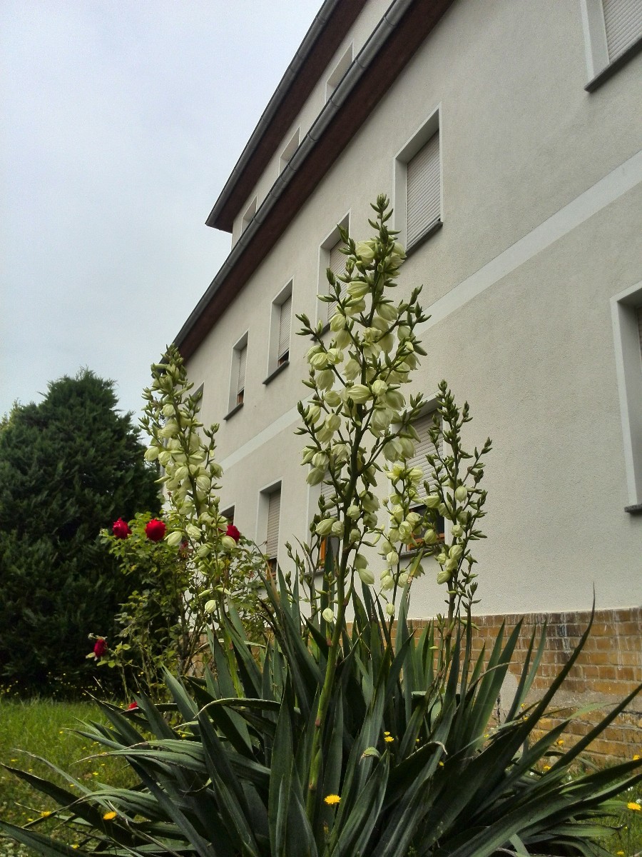 Haus